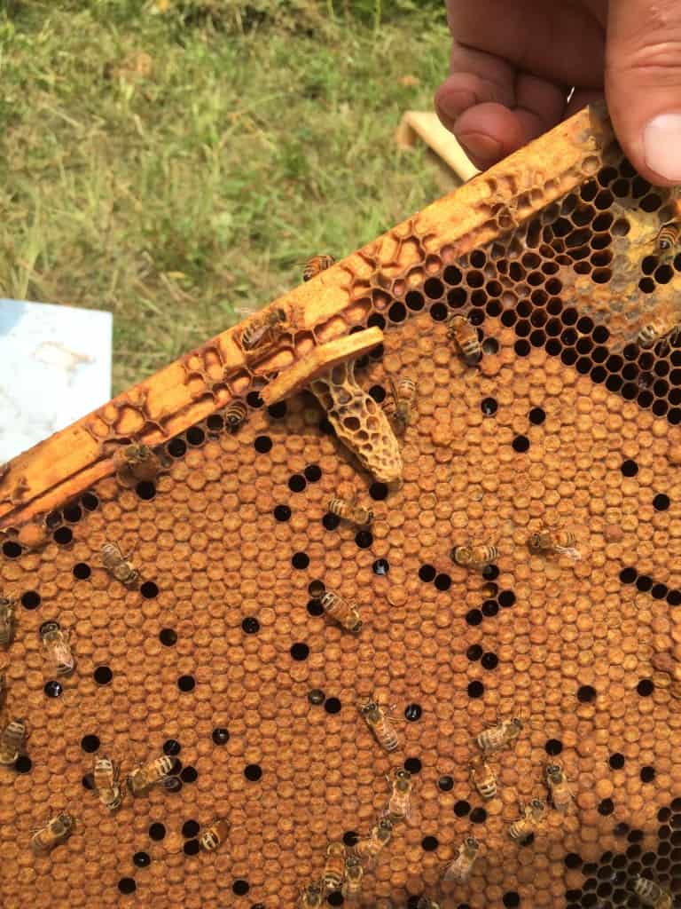 We mount the punched cells on little wood squares with a little hot beeswax. They come off readily once ripe and can be pushed into a brood frame in a mating nuc.