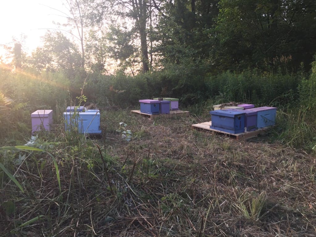Make up your nucs later in the day and move them to a new location at dusk or later to avoid drifting.