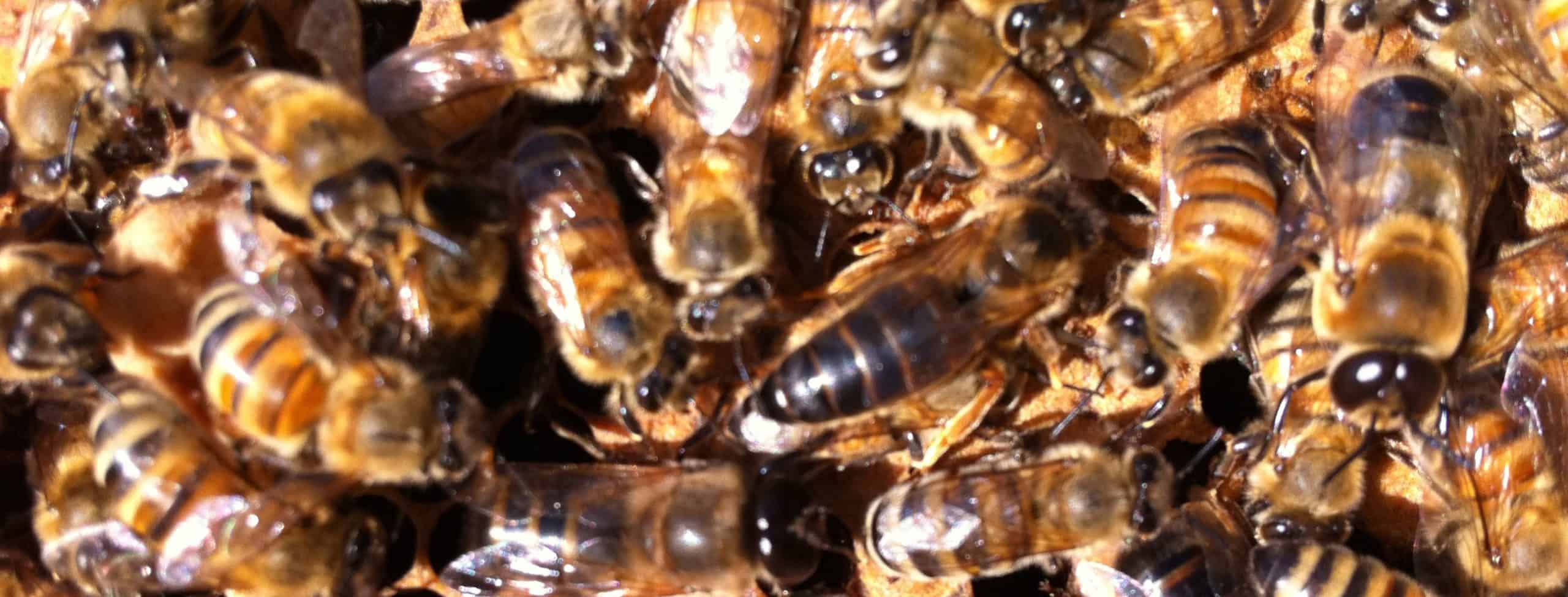 Backyard Queen Rearing