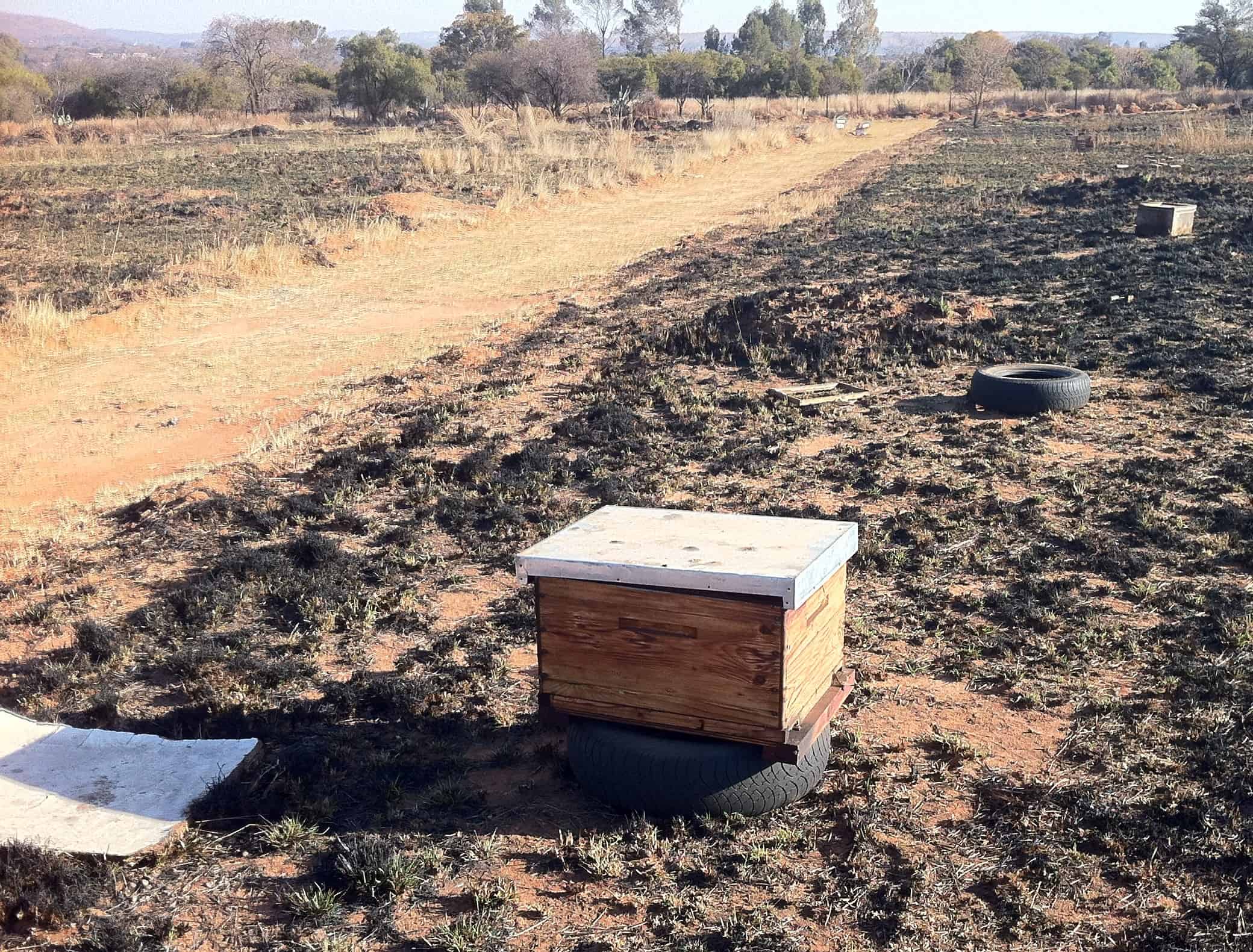 Beekeeping in South Africa