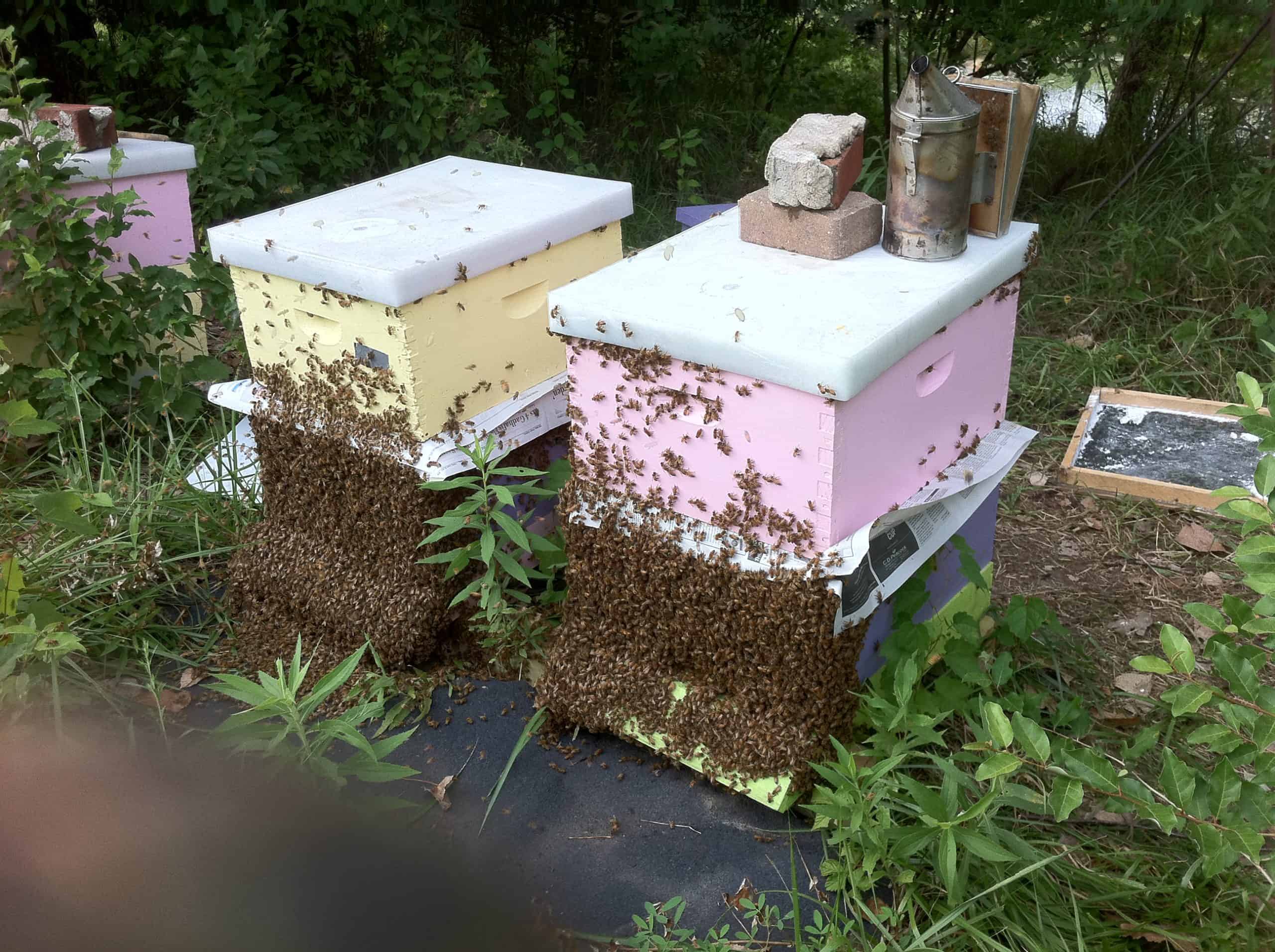 Late Summer, Early Fall Requeening