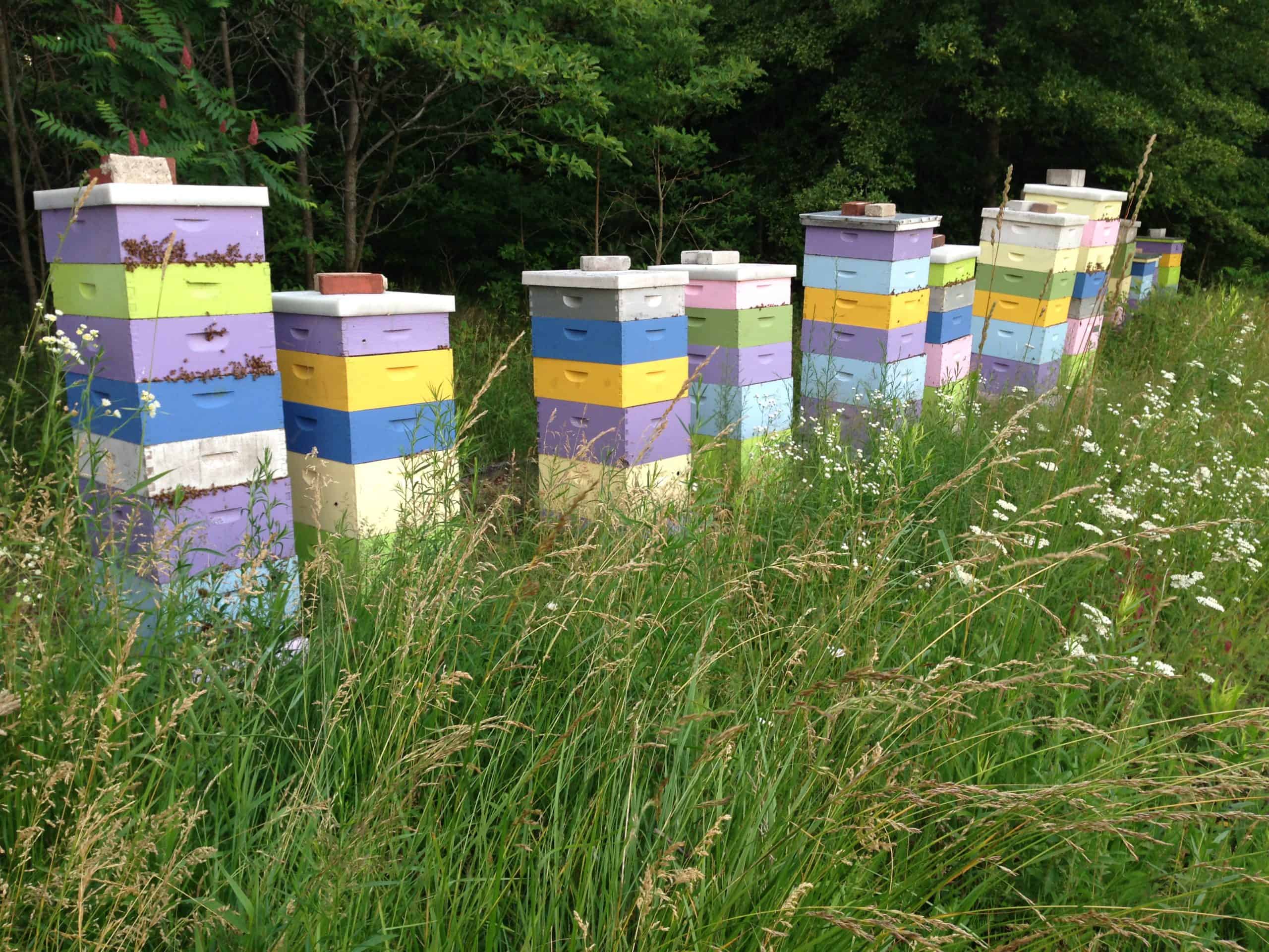 Super Crazy Bees!
