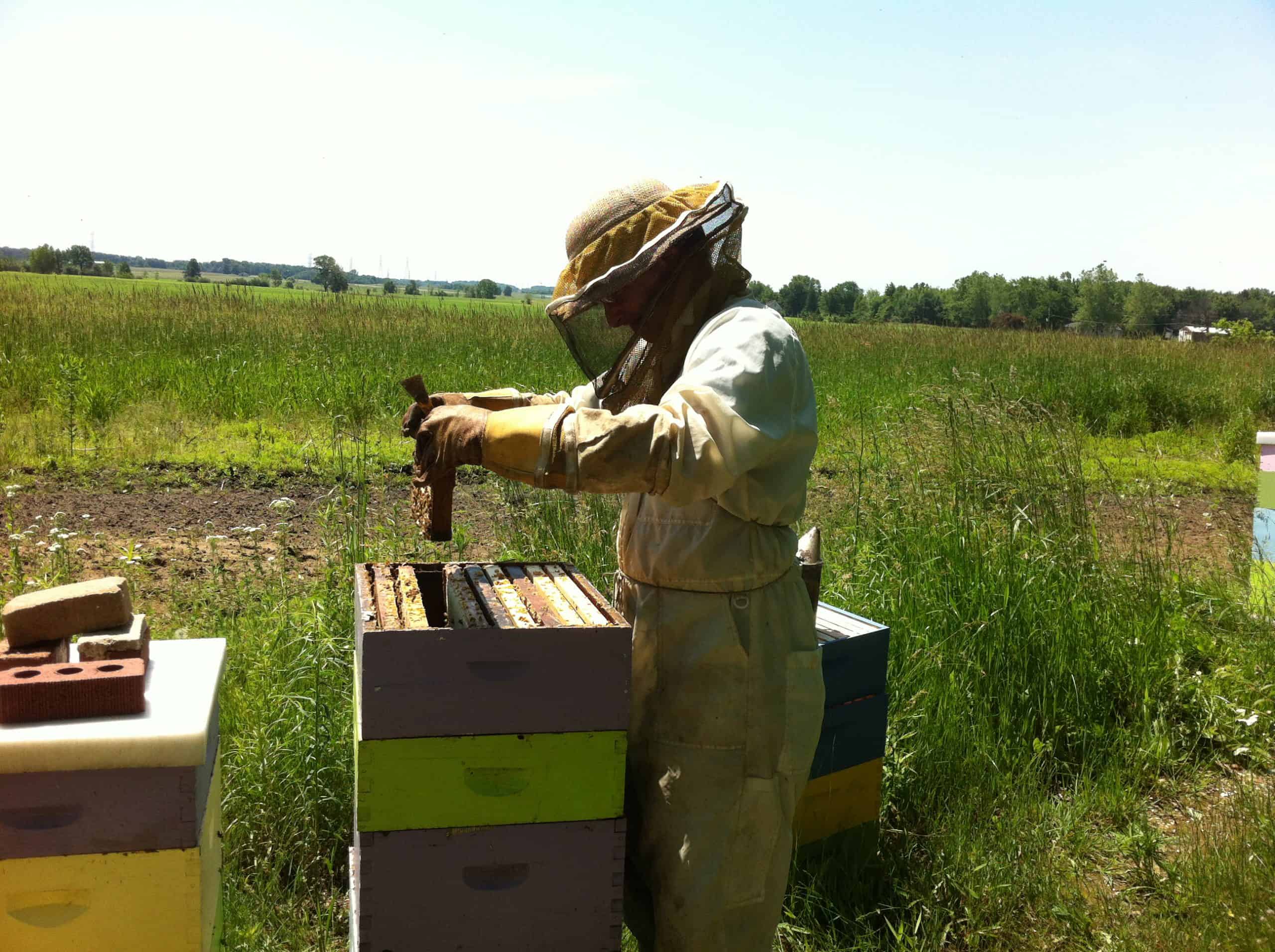 Tutorial (1): So you want to be a beekeeper?