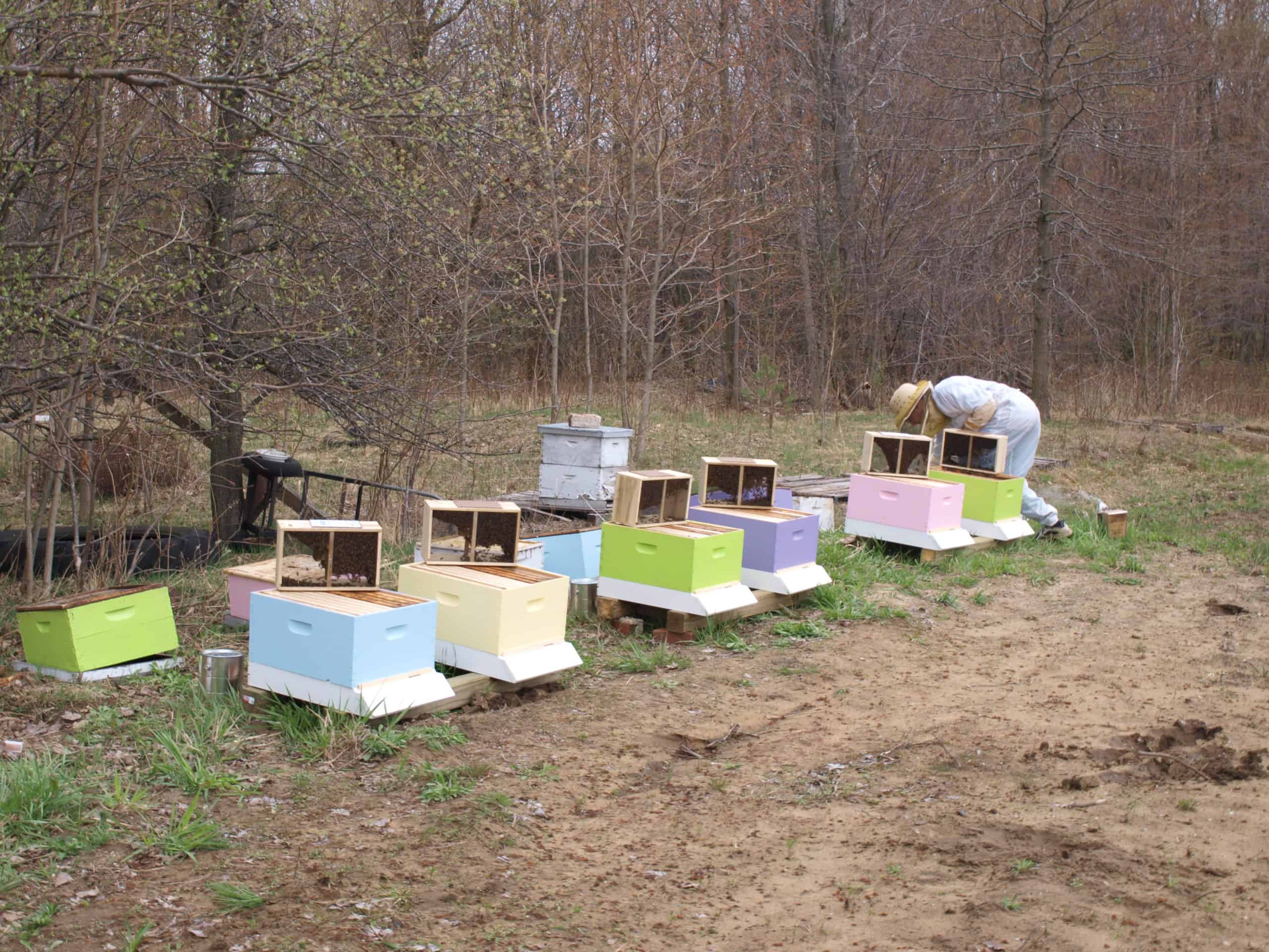 Tutorial (4) – Buying Bees