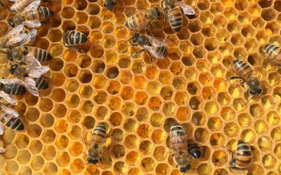 What Bees and Their Keepers Do in the Spring