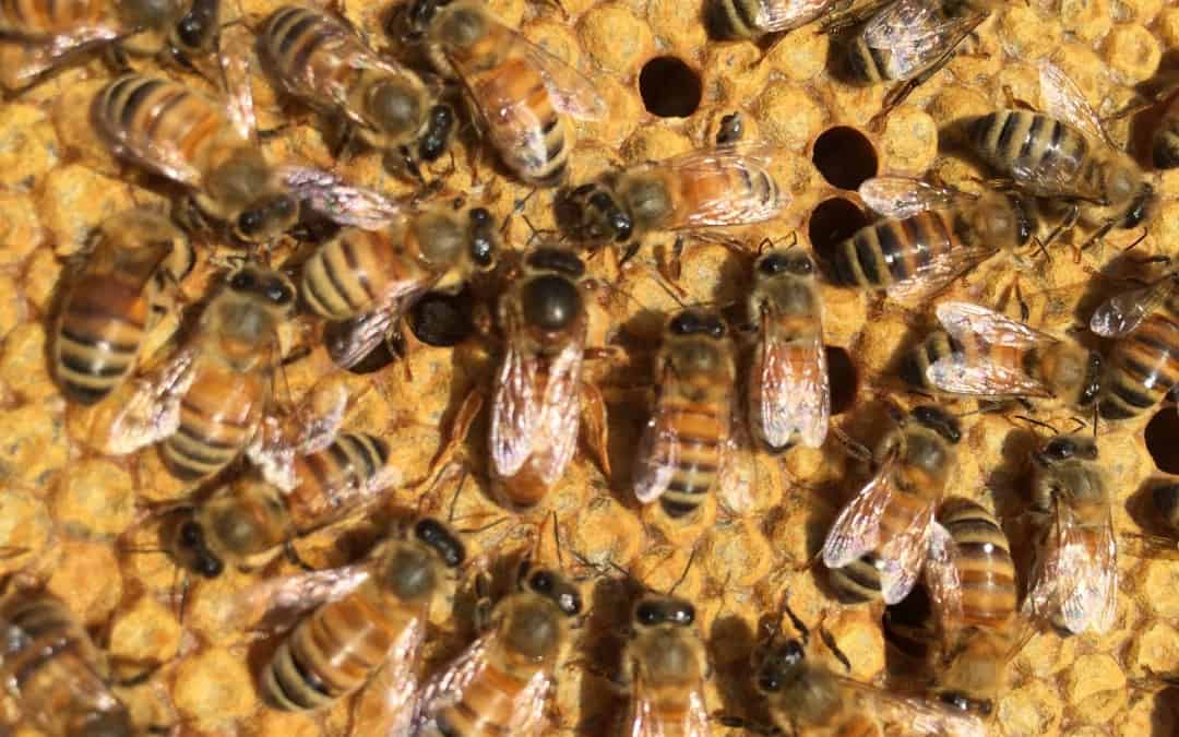 Small Scale Queen Rearing
