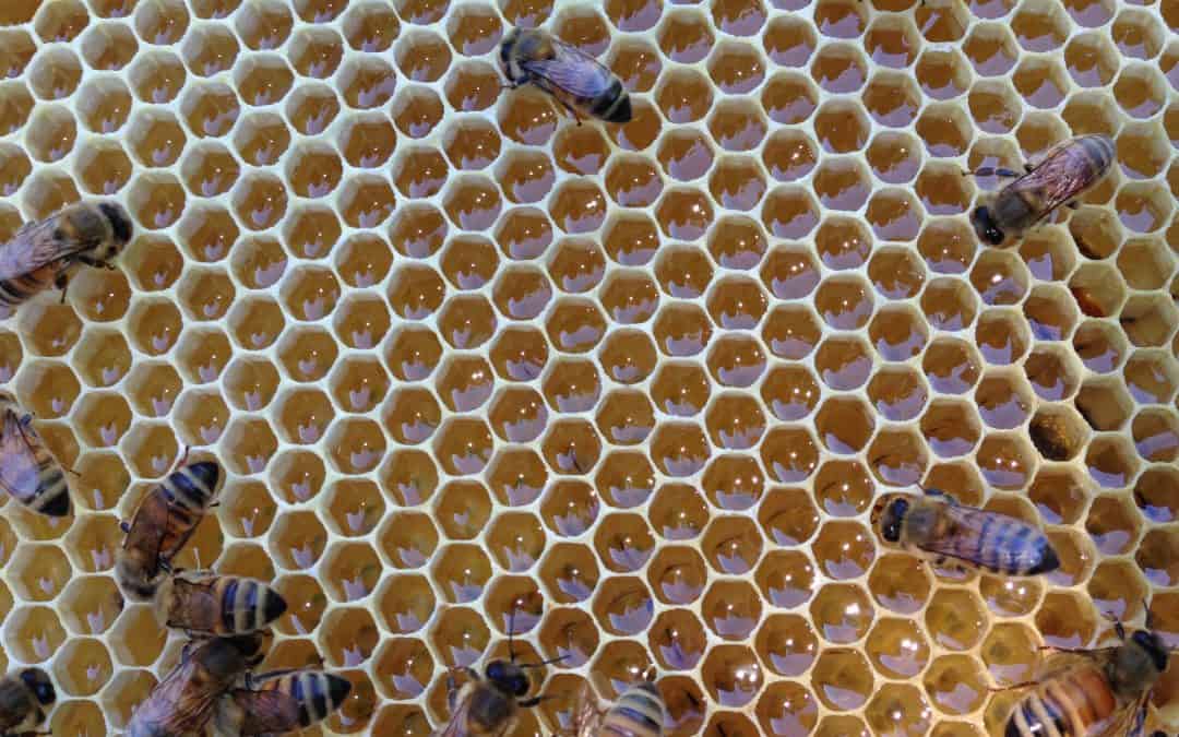 What Is Raw Honey?