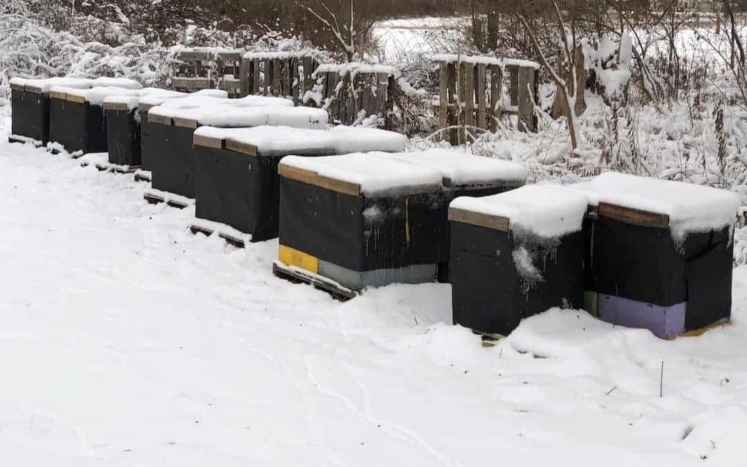 Wintering Bees in Michigan (Revisited)