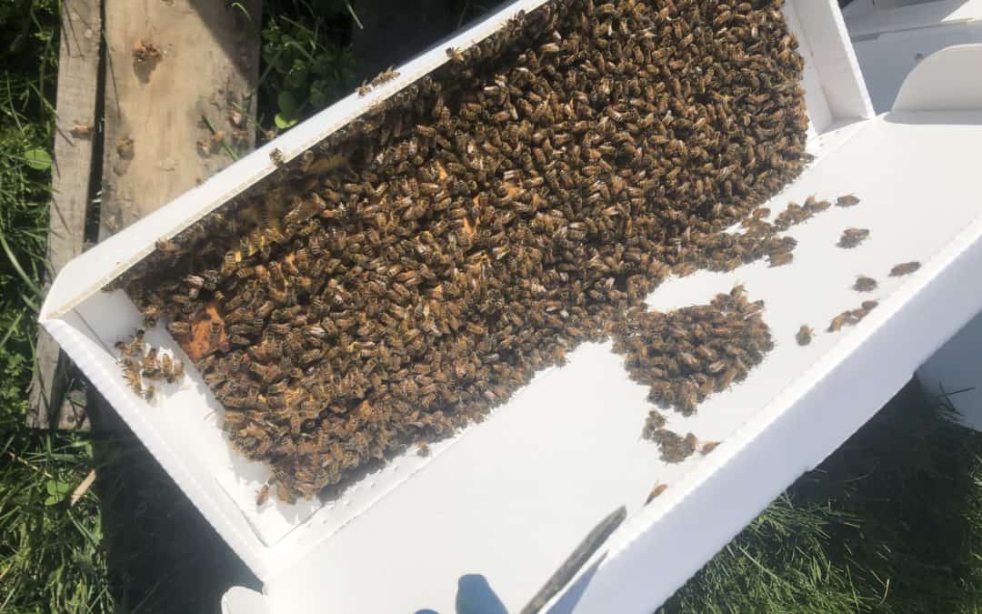 Wanna be a beekeeper?